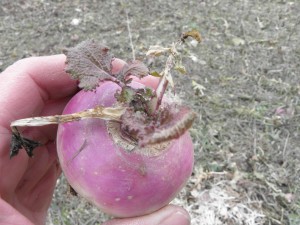 Turnip in April
