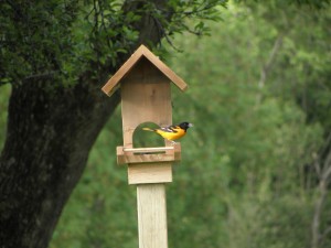 Baltimore Oriole at Jelly Feeder