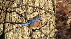 Eastern Bluebird