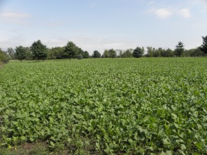 Brassica Plot a Month after Planting