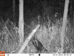 Eager and relentless beaver killing poplar trees