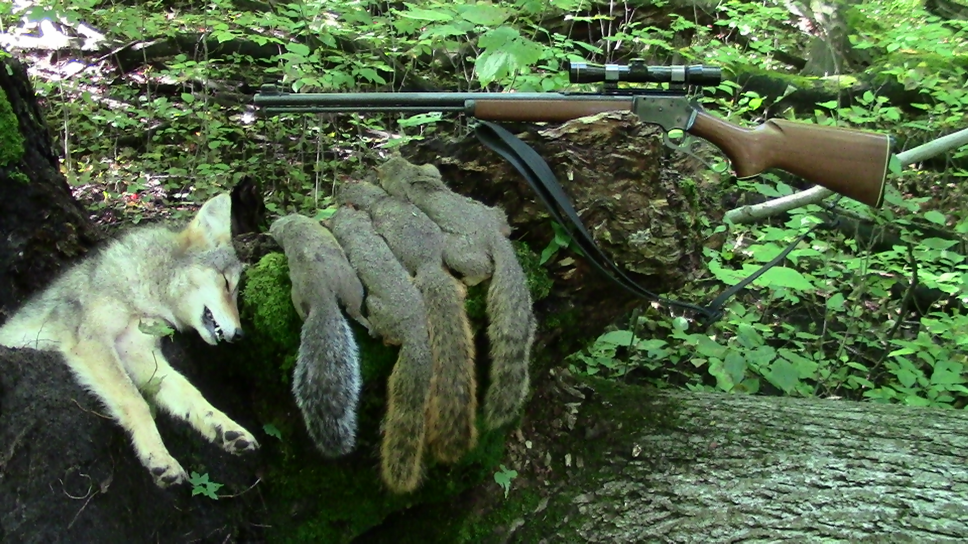 Small Game Hunting With A .22 Rimfire - ThinkingAfield.org