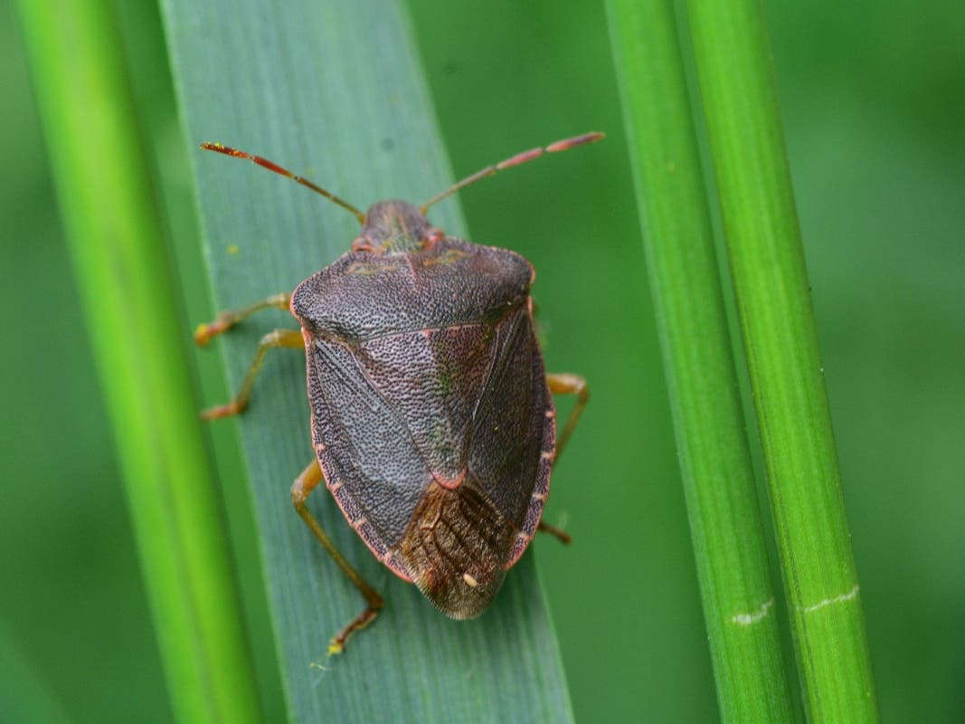 stink-bug-invasion-thinkingafield