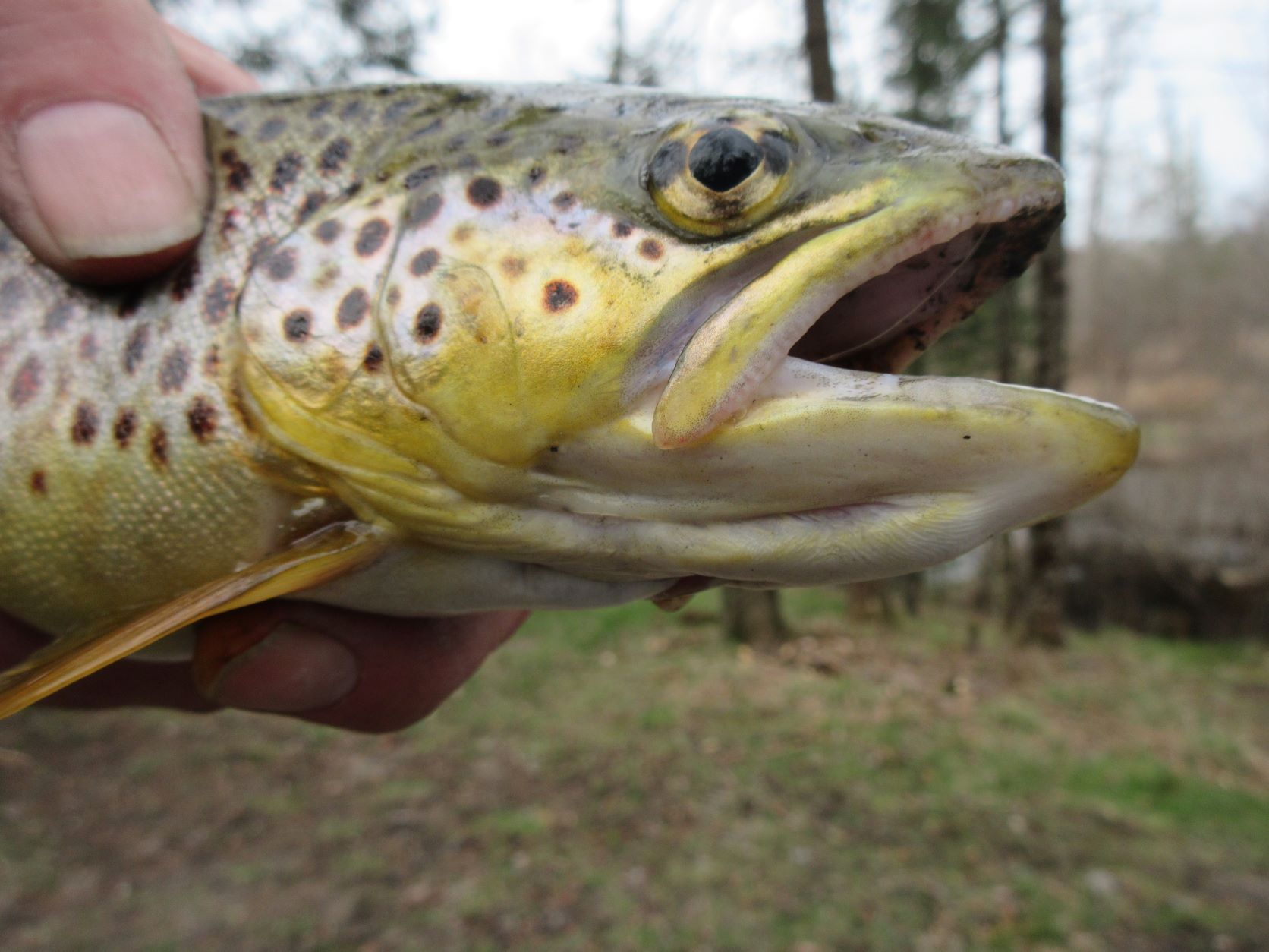 Rifle River Trout Fishing 2022 - ThinkingAfield.org