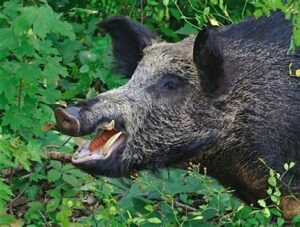 Michigan's Got Wild Hogs, Too!