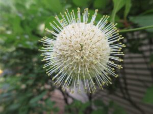 Fast-Growing Button Bush