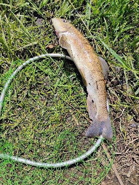 Rifle River Trout Trip - ThinkingAfield.org